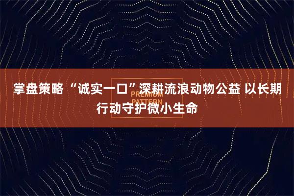 掌盘策略 “诚实一口”深耕流浪动物公益 以长期行动守护微小生命
